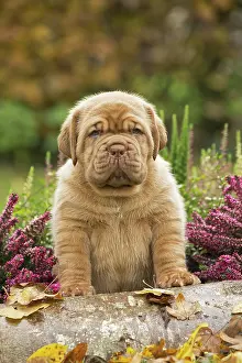 Dogue: Dog