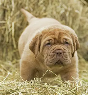 Dogue: Dog