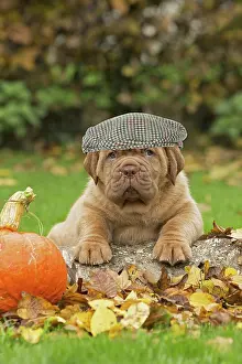 Dogue: Dog