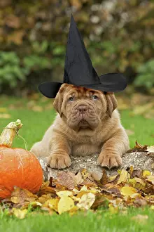 Dogue: Dog