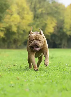 Dogue: Dog