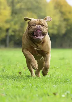 Dogue: Dog