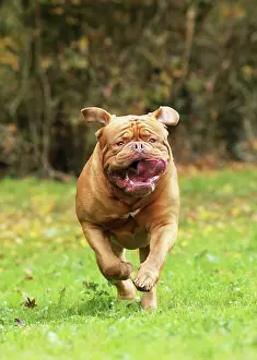 Dogue: Dog
