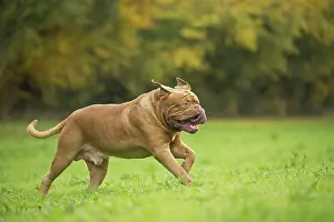 Dogue: Dog