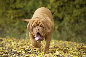 Dogue: Dog