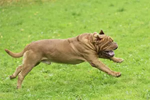 Dogue: Dog