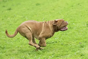 Dogue: Dog