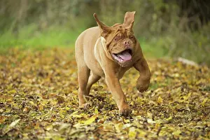 Dogue: Dog