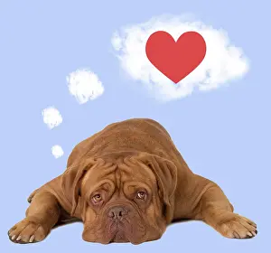 Thought: Dog - Dogue de Bordeaux dreaming of a red heart and love