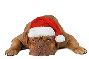 Dogue: Dog - Dogue de Bordeaux lying down with Christmas hat