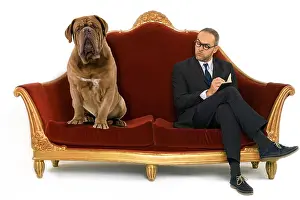 Dogue: Dog - Dogue de Bordeaux. on the psychologist's