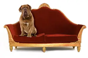 Dogue: Dog - Dogue de Bordeaux. on the psychologist's couch