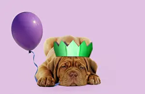 Dogue: DOG - Dogue de bordeaux puppy
