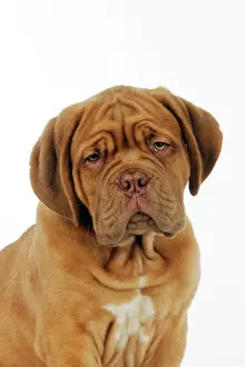 Winkles: DOG. Dogue de bordeaux puppy (head shot)