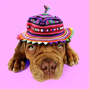 Dogue: DOG - Dogue de bordeaux puppy laying down wearing