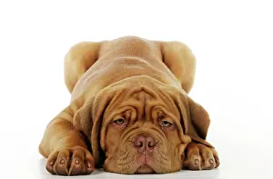 Winkles: DOG. Dogue de bordeaux puppy lying down