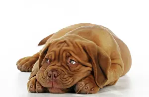 Winkles: DOG. Dogue de bordeaux puppy lying down
