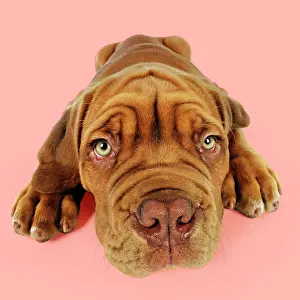 Everyday: DOG - Dogue de bordeaux puppy lying down