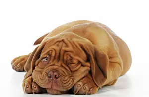 Mastiffs: DOG. Dogue de bordeaux puppy lying down - winking