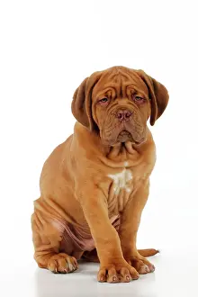 Winkles: DOG. Dogue de bordeaux puppy sitting down