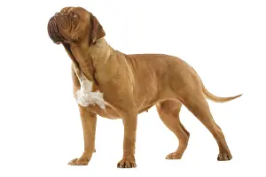 DOG. Dogue de bordeaux in studio