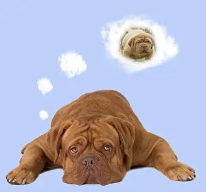 Thought: Dog - Dogue de Bordeaux thinking of a puppy