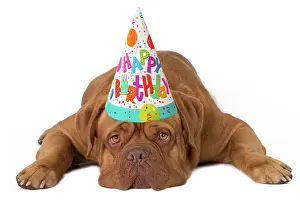 260420: Dog - Dogue de Bordeaux wearing a Happy Birthday hat