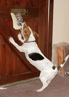 Newspaper: DOG - at door. Jack Russell takes newspaper from letterbox