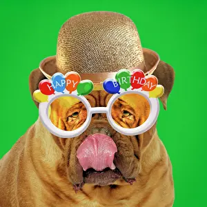 Spectacles: DOG - Douge De Bordeaux licking - wearing golden