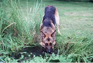 Drinks: Dog - Drinks From Pond