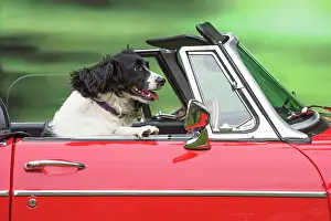 Convertible: Dog Driving car