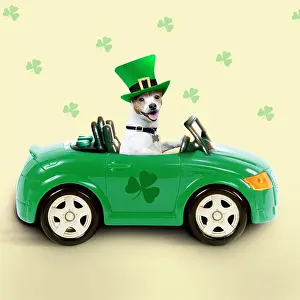 Patrick: Dog - driving car - Saint Patrick's Day