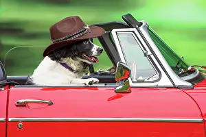 Driving: Dog - Driving car wearing a cowboy hat