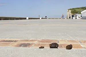 Jetties: Dog droppings near the beach Pourville-sur-mer France