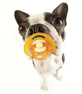 Dummies: Dog - with dummy in mouth