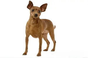 Pinscher: Dog - Dwarf Pinscher