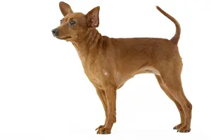 Pinscher: Dog - Dwarf Pinscher