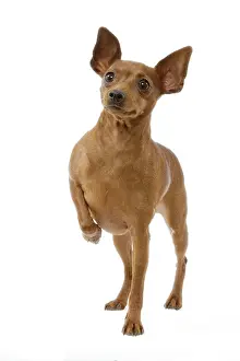 Pinscher: Dog - Dwarf Pinscher - lifting a paw