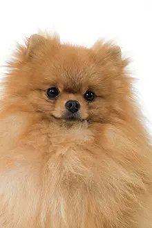 Nain: Dog - Dwarf Spitz / Pomeranian / Spitz nain