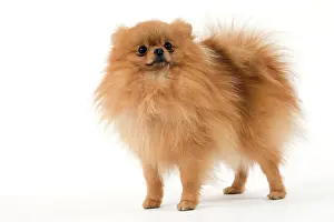 Nain: Dog - Dwarf Spitz / Pomeranian / Spitz nain