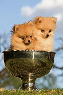 Cups: Dog - two Dwarf Spitz / Pomeranians - in silver cup