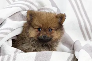 Cosy: Dog - Dwarf Spitz - puppy