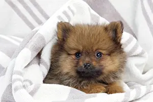 Cosy: Dog - Dwarf Spitz - puppy