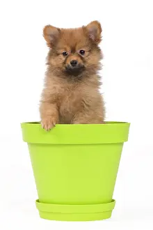 Flowerpots: Dog - Dwarf Spitz. puppy in flowerpot