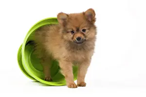 Flowerpots: Dog - Dwarf Spitz. puppy in flowerpot
