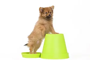 Flowerpots: Dog - Dwarf Spitz. puppy on flowerpot