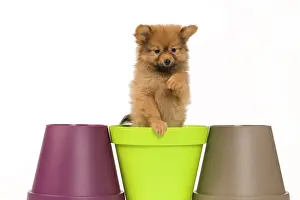 Flowerpots: Dog - Dwarf Spitz. puppy in flowerpot