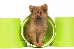 Flowerpots: Dog - Dwarf Spitz. puppy in flowerpot
