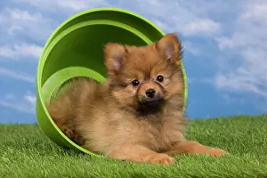 Flowerpots: Dog - Dwarf Spitz. puppy in flowerpot
