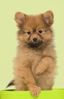 Flowerpots: Dog - Dwarf Spitz. puppy in flowerpot. Manipulation: